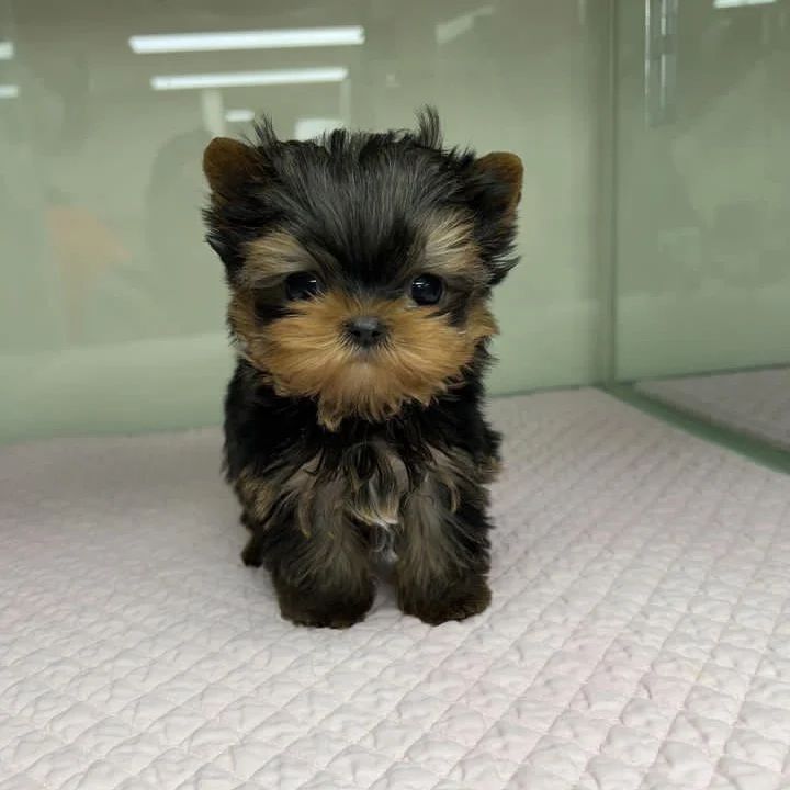 Yorkie For Sale Near Me
