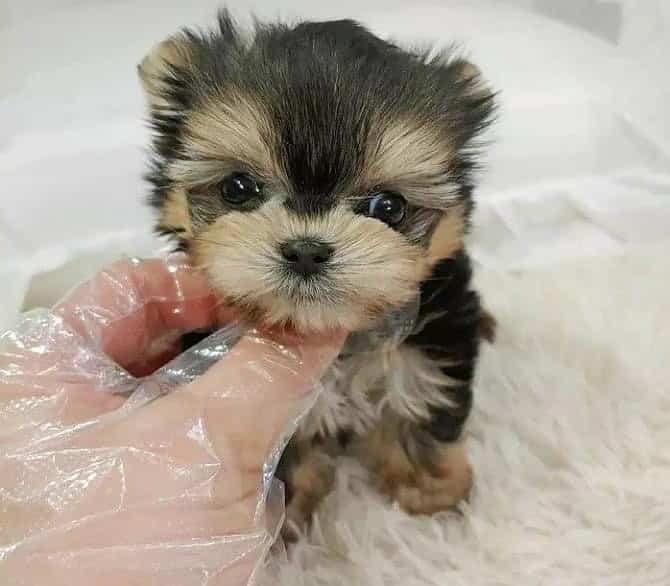 Yorkie Puppies For Sale Near Me
