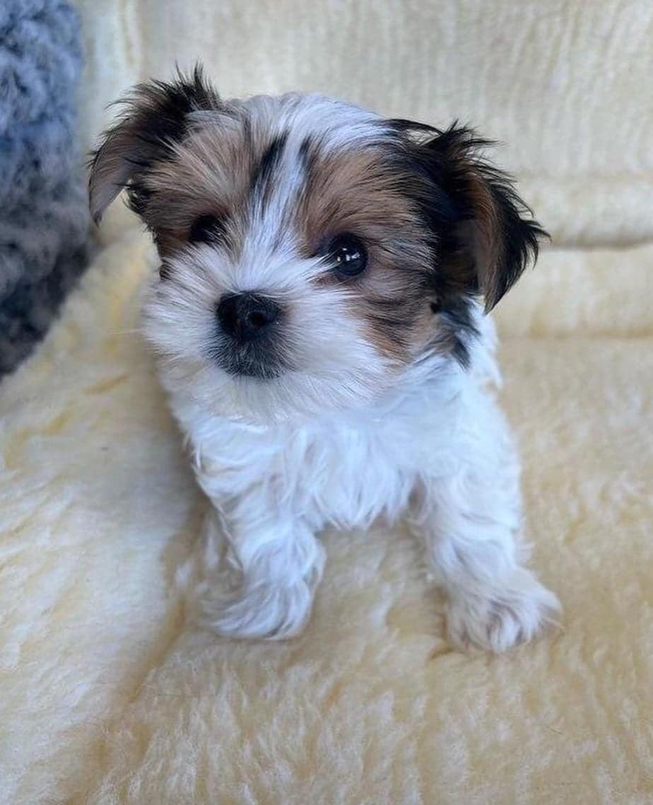 Teacup Puppies For Sale Near Me