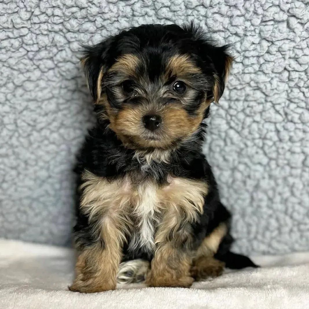 Yorkie For Sale