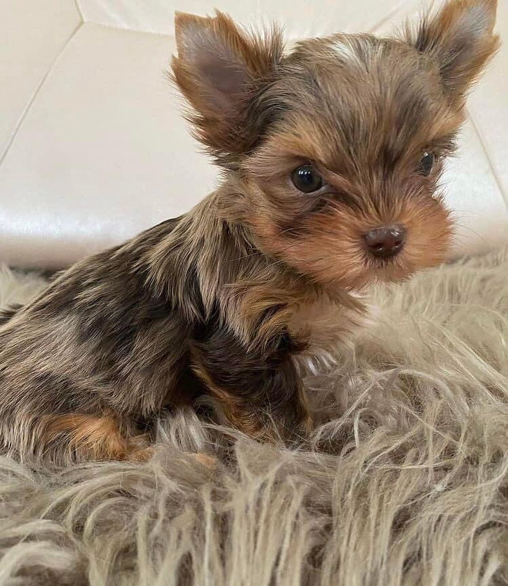 Yorkie Teacup For Sale